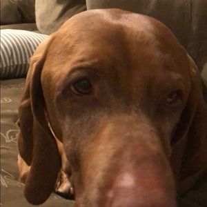 Meet your Posher, Sydney